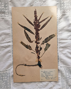 Vintage 1950s Swedish Herbarium Botanical Specimens (Oak Framed)