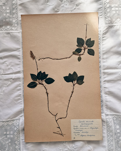 Vintage 1950s Swedish Herbarium Botanical Specimens (Not Framed)