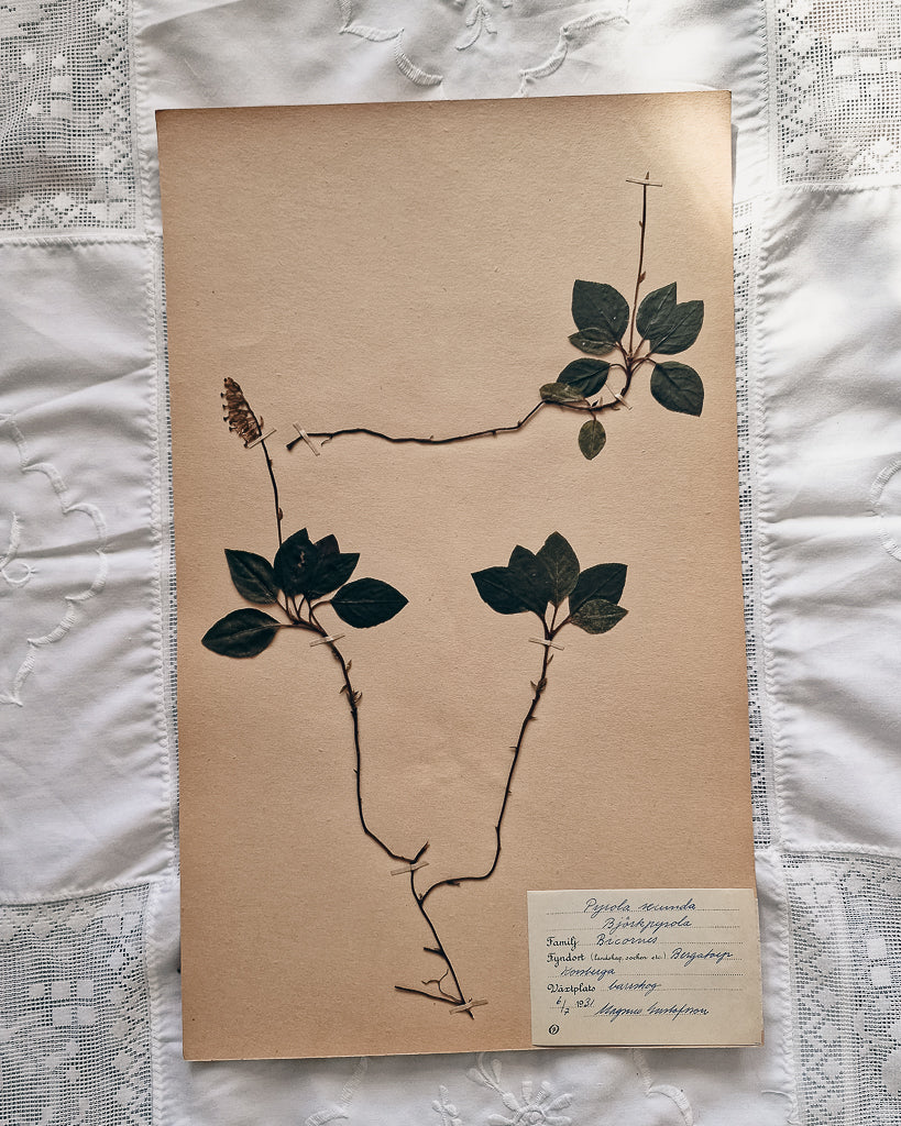 Vintage 1950s Swedish Herbarium Botanical Specimens (Oak Framed)