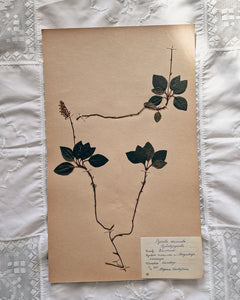 Vintage 1950s Swedish Herbarium Botanical Specimens (Oak Framed)