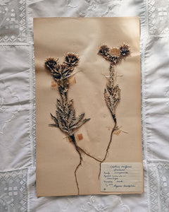 Vintage 1950s Swedish Herbarium Botanical Specimens (Oak Framed)