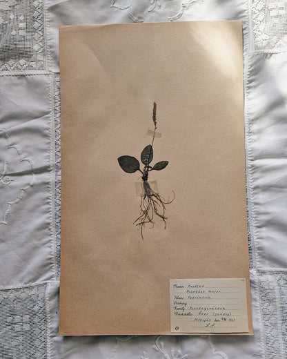 Vintage 1950s Swedish Herbarium Botanical Specimens (Not Framed)