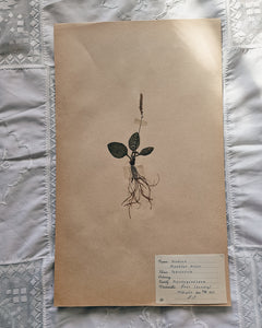 Vintage 1950s Swedish Herbarium Botanical Specimens (Oak Framed)