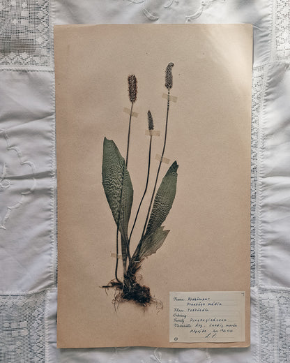 Vintage 1950s Swedish Herbarium Botanical Specimens (Not Framed)