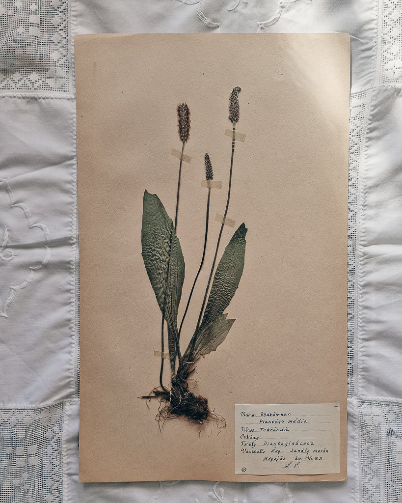 Vintage 1950s Swedish Herbarium Botanical Specimens (Oak Framed)