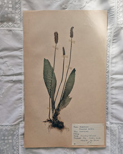 Vintage 1950s Swedish Herbarium Botanical Specimens (Oak Framed)