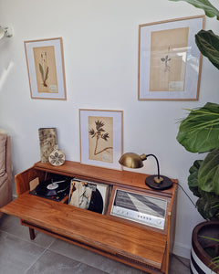 Vintage 1950s Swedish Herbarium Botanical Specimens (Oak Framed)