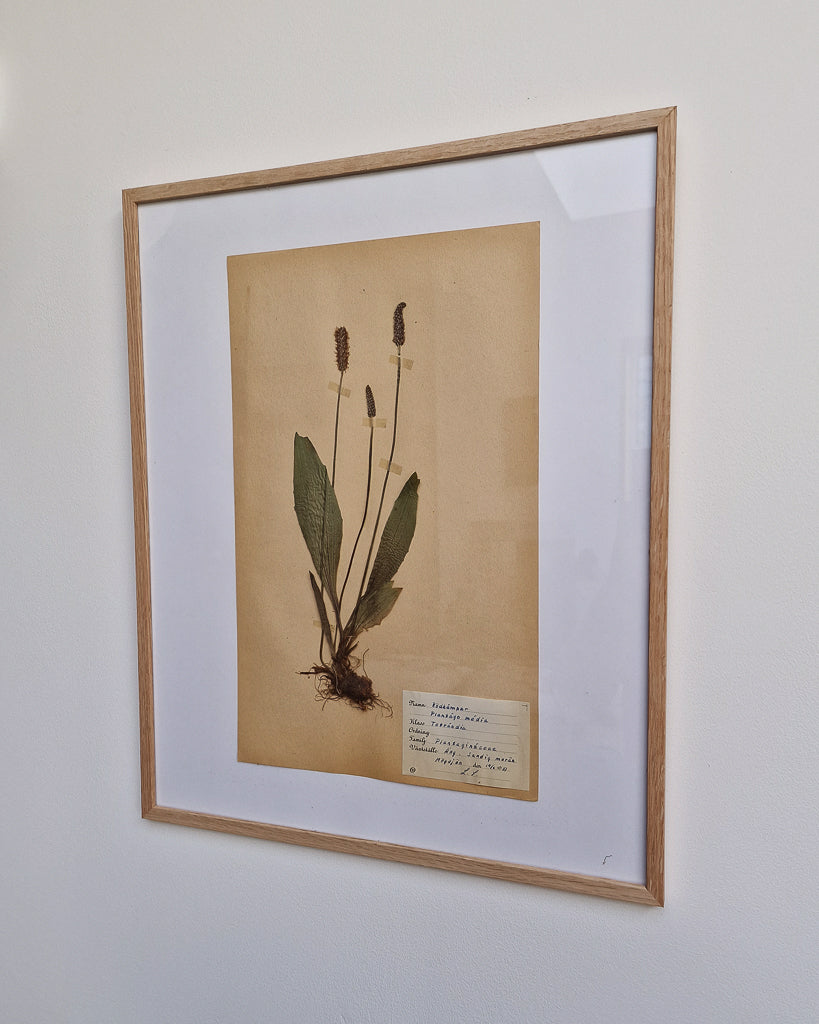 Vintage 1950s Swedish Herbarium Botanical Specimens (Oak Framed)