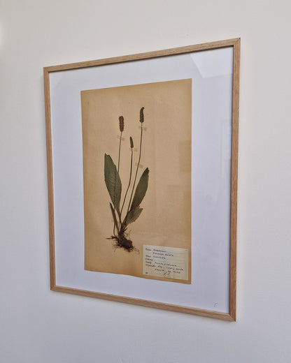 Vintage 1950s Swedish Herbarium Botanical Specimens (Oak Framed)