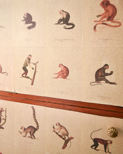 Mid Century Mahogany & Vintage Monkey Prints Cocktail Cabinet