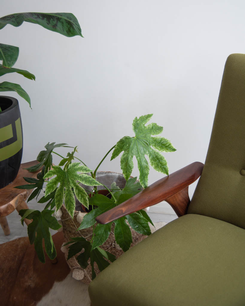 Greaves & Thomas Mid-Century Armchair