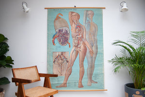 Denoyer-Geppert anatomy series (K L 7 Lymphatic System)
