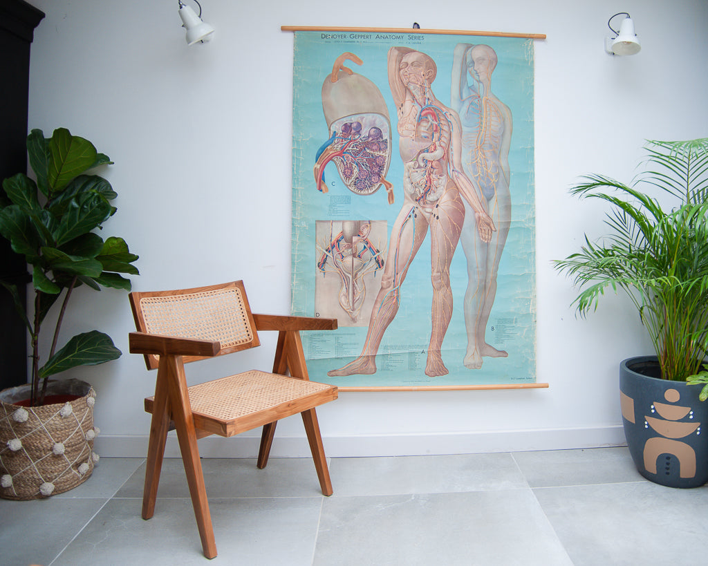 Denoyer-Geppert anatomy series (K L 7 Lymphatic System)