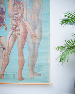 Denoyer-Geppert anatomy series (K L 7 Lymphatic System)