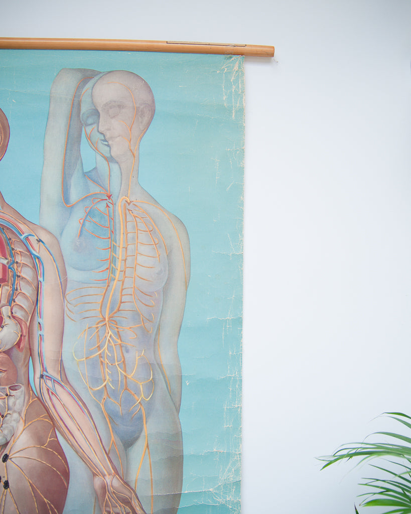 Denoyer-Geppert anatomy series (K L 7 Lymphatic System)