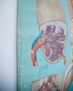 Denoyer-Geppert anatomy series (K L 7 Lymphatic System)
