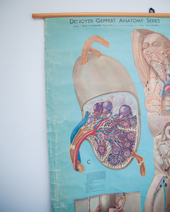 Denoyer-Geppert anatomy series (K L 7 Lymphatic System)