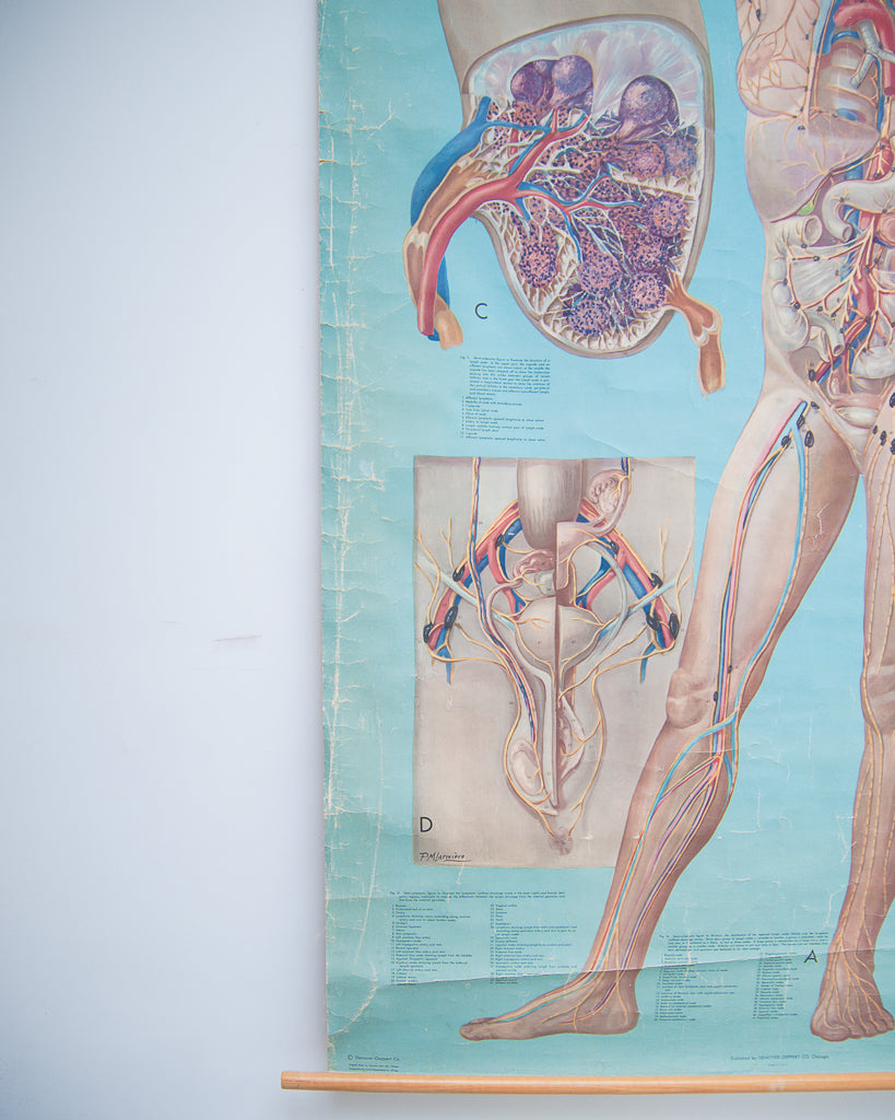 Denoyer-Geppert anatomy series (K L 7 Lymphatic System)