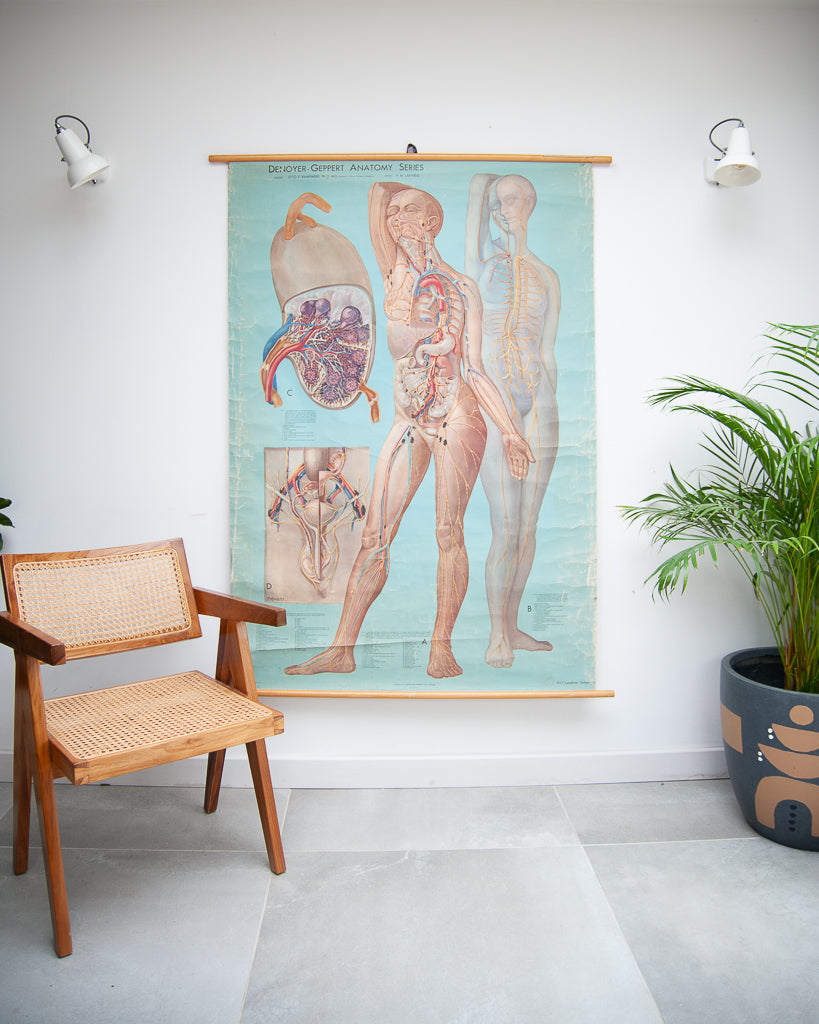 Denoyer-Geppert anatomy series (K L 7 Lymphatic System)